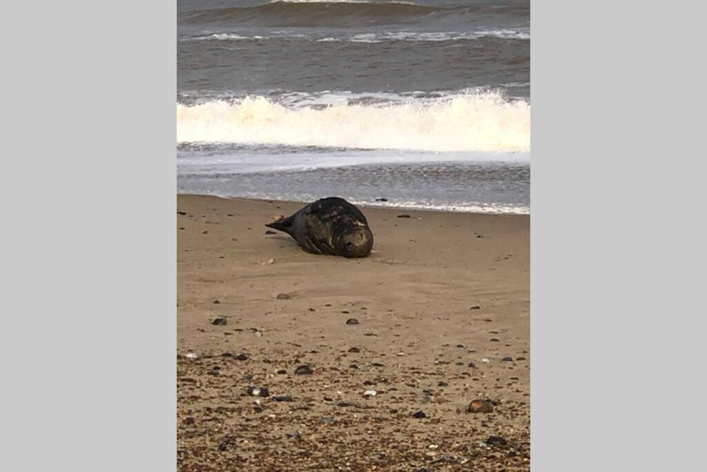 Dog Friendly Cottage 2 Mins To Beach With Hot Tub And Zappi Ev Lessingham Екстер'єр фото